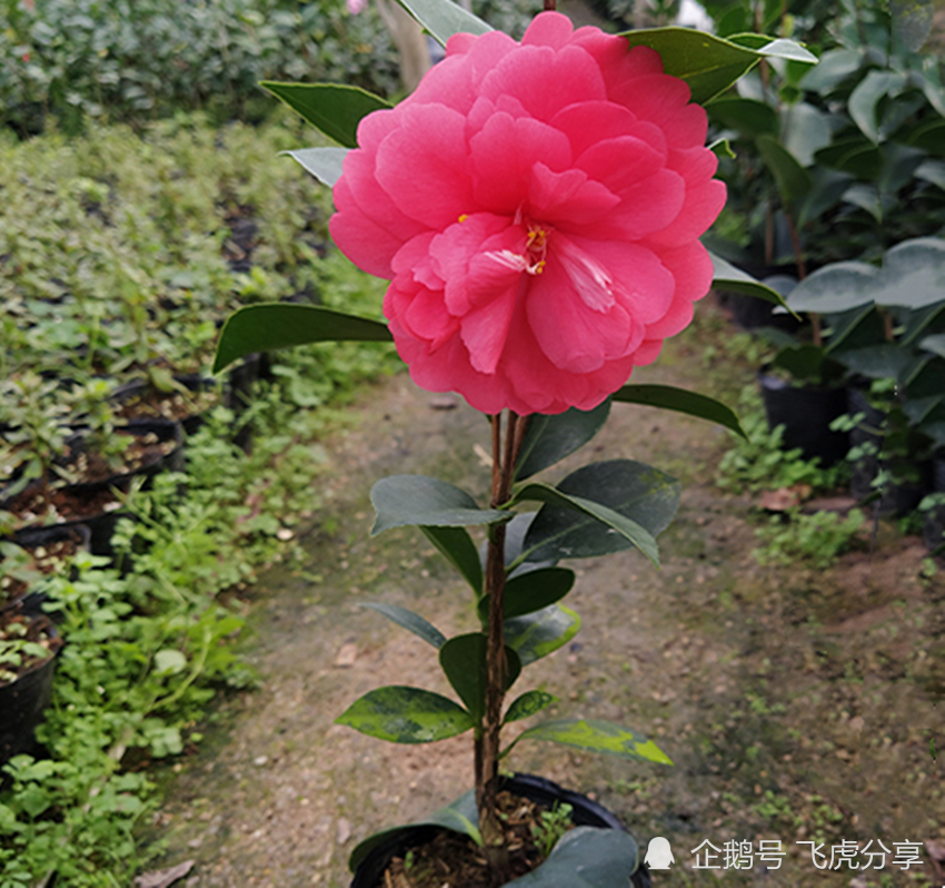 四种茶花养在家里才叫过瘾 一年三季开花 而且还很好养 腾讯新闻