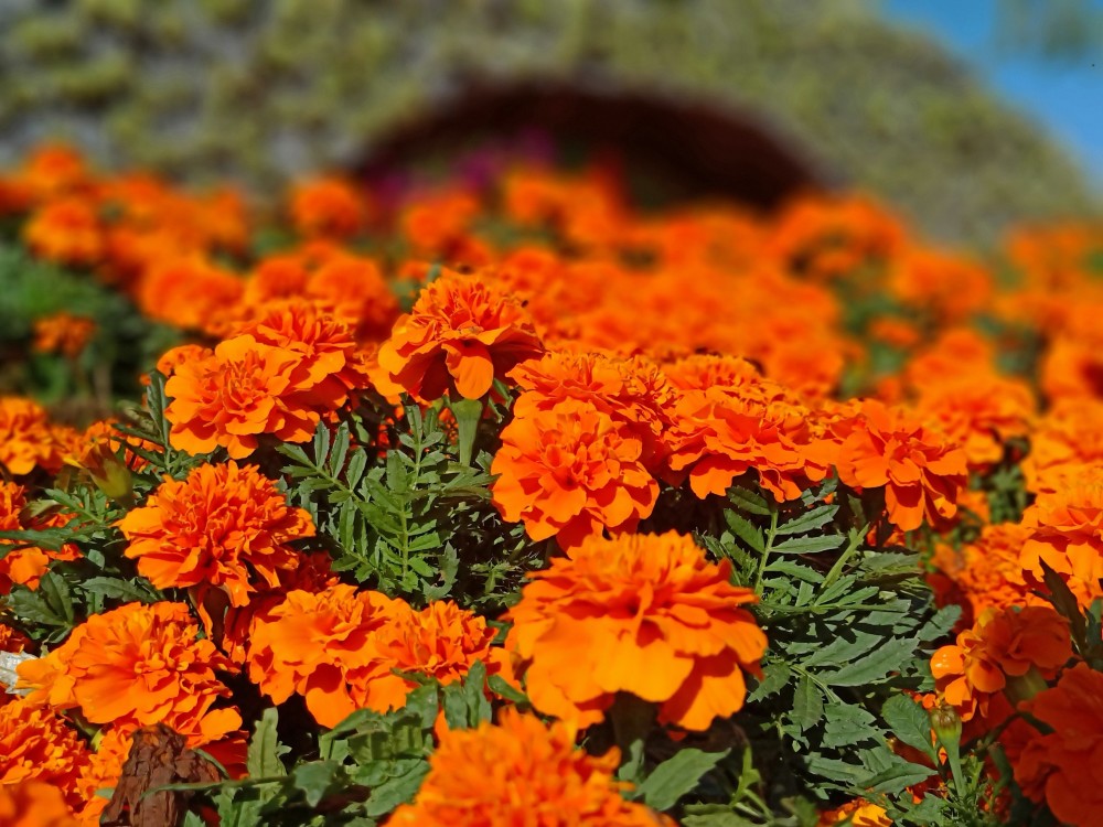 乡土时令花卉唱主角40余万盆鲜花点靓顺义城