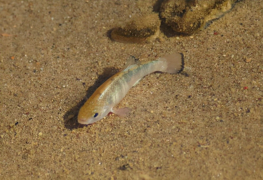 默默生活6万年全球仅剩38条的魔鳉如今怎样了