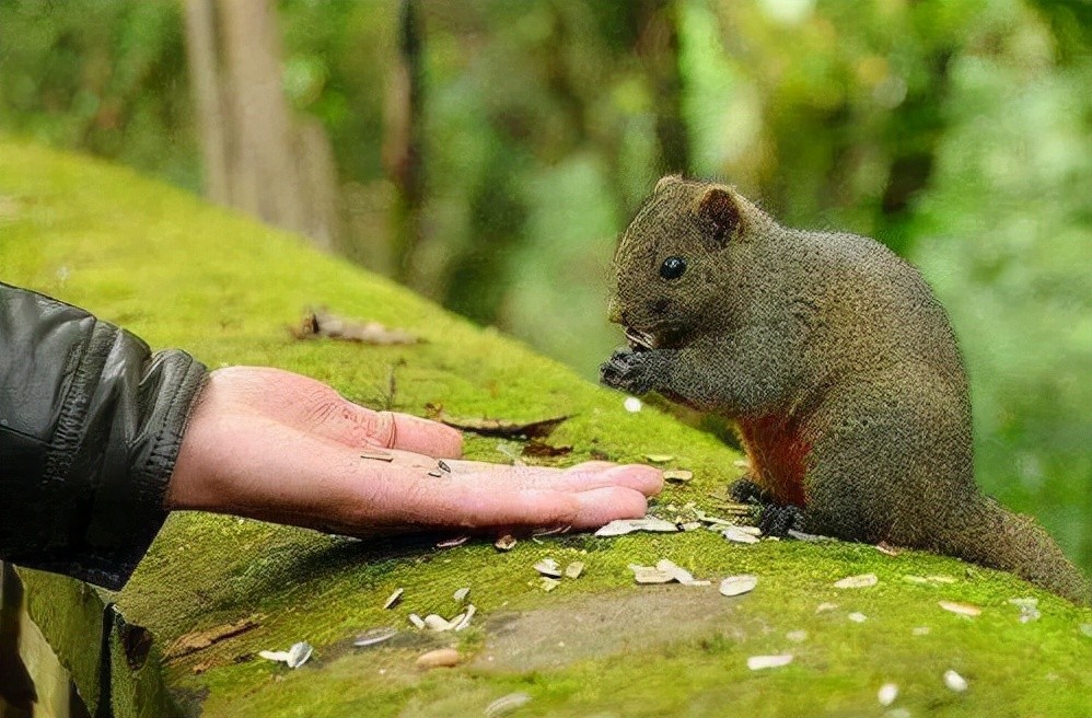 默默生活6万年全球仅剩38条的魔鳉如今怎样了