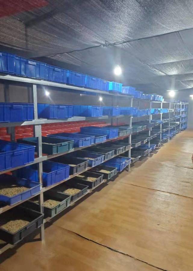 河南蛋白虫养殖悄然崛起 农村积极推进蛋白虫养殖技术