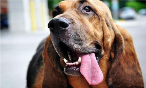 如果狗狗发觉主人喜欢自己吐舌头或微笑,就会频繁对主人张嘴卖萌,吐出