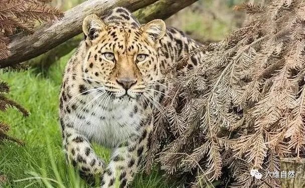 东北虎豹公园拍摄到一头野生远东豹数量非常稀少还淡定与工作人员对视