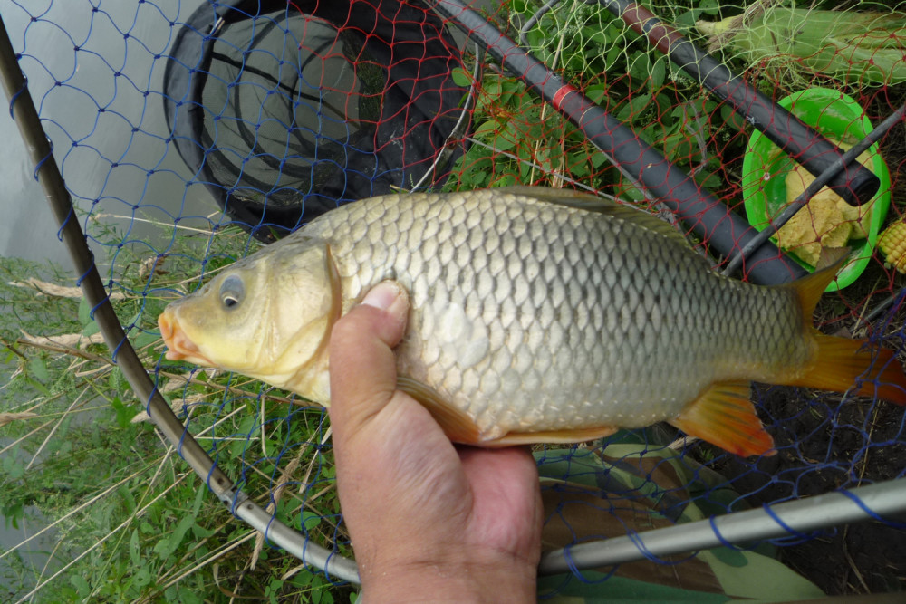 如何配製餌料?野釣大鯉魚的用餌心得