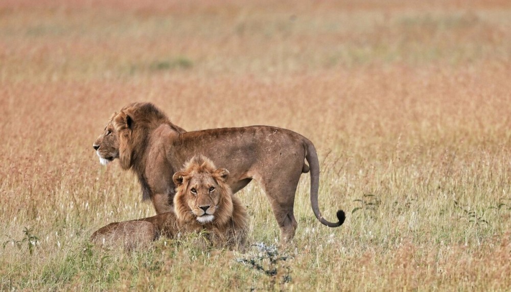 非洲巨狮索罗威猛似吕布胆小如貂蝉一生惶恐流浪却得善终