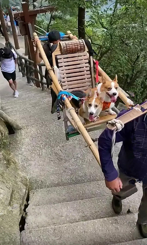 狗主人雇人将狗抬上山引热议网友人的尊严在哪里