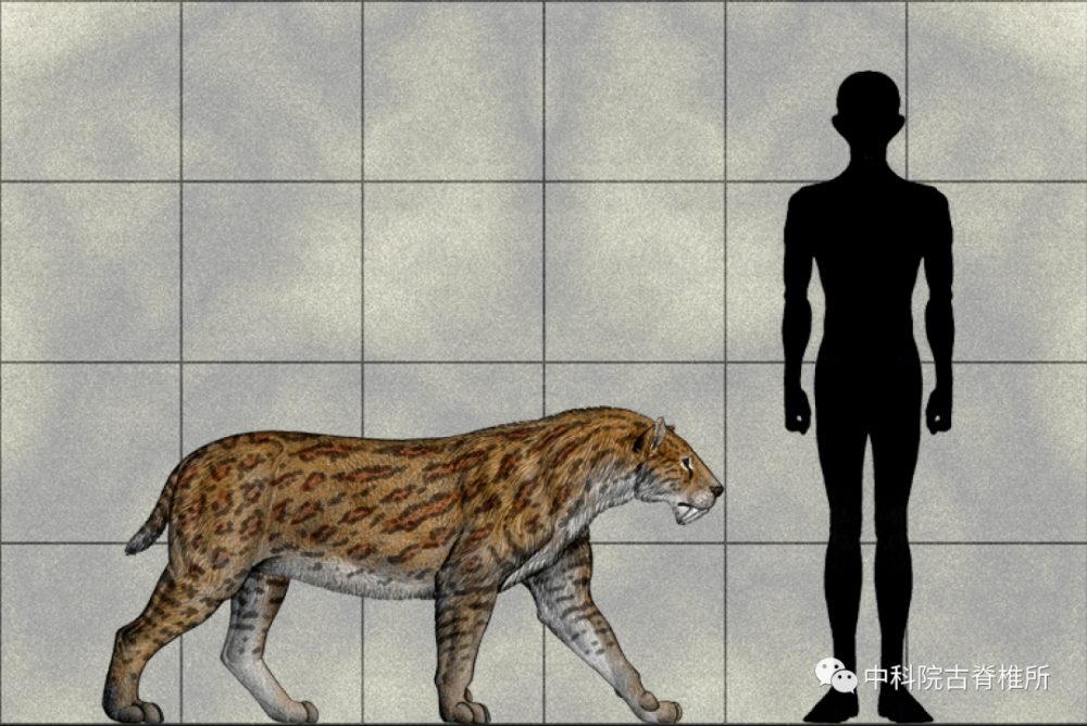 巨颏虎演化研究取得新进展