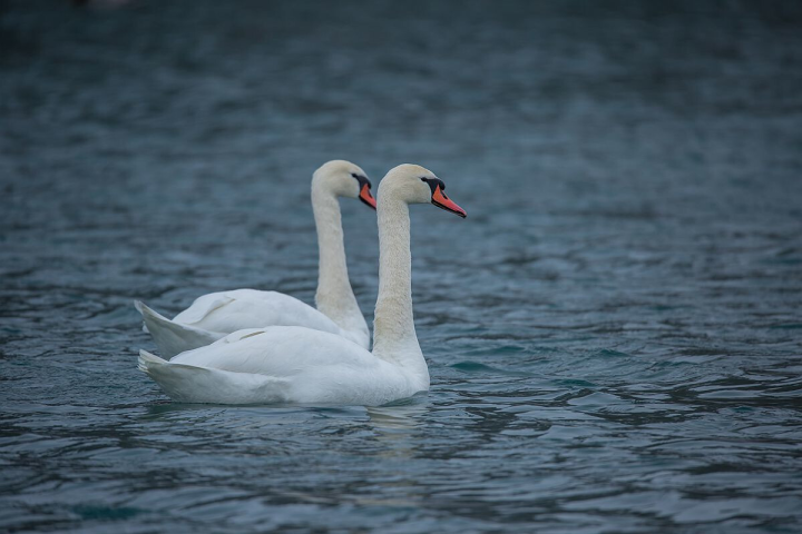 原来丑小鸭在天鹅中真有原型