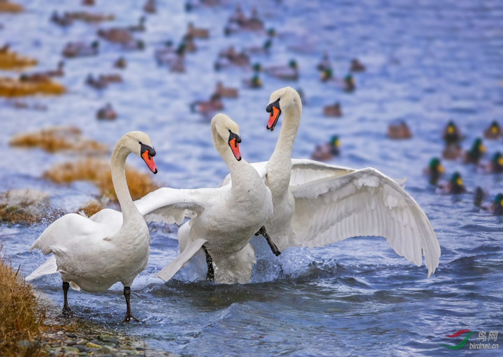原来丑小鸭在天鹅中真有原型