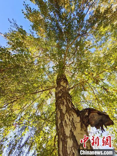 金秋新疆哈巴河白桦林令人沉醉