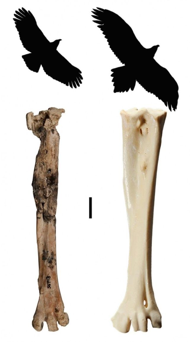 研究人员在澳大利亚发现2500万年前鹰化石