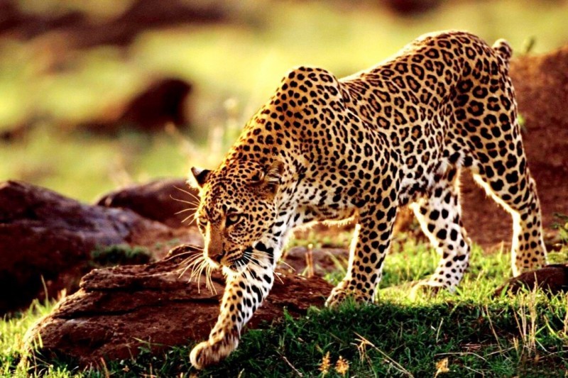 又是山西4只华北豹的出现意味着什么它能否控制泛滥的野猪