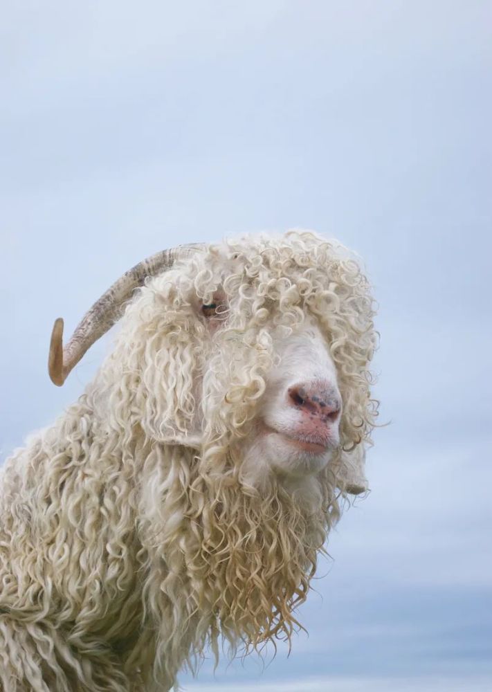 马海毛到底是马的海毛还是马海的毛