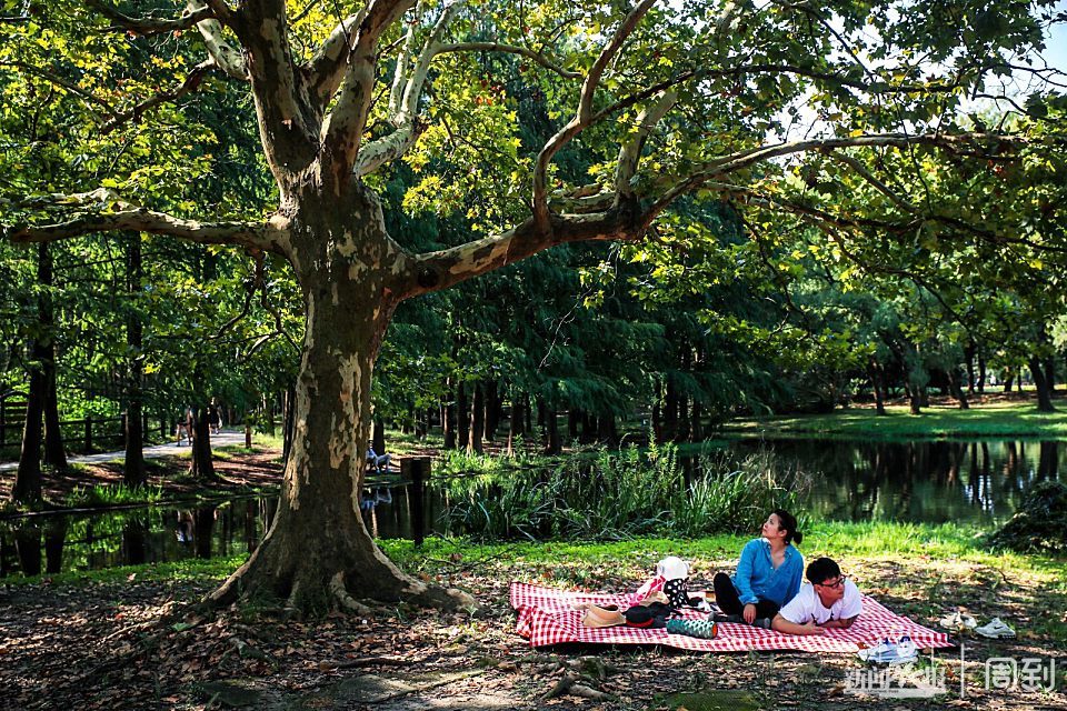 共青森林公园扎帐篷野餐享受惬意假期晨镜头