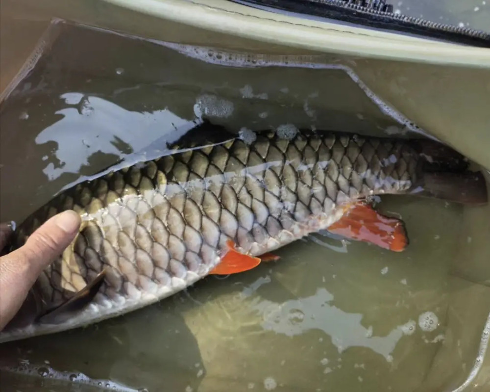 養殖青竹魚要求什麼環境水質呢又該如何投餵呢