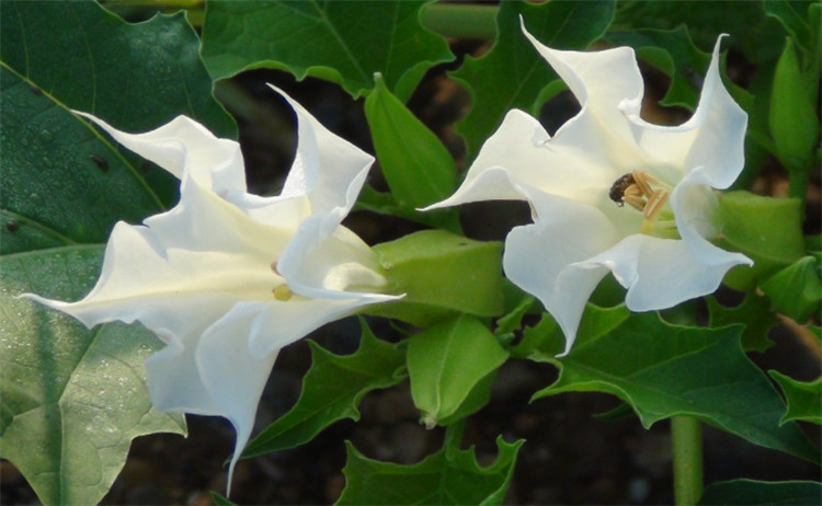 鬼花都有什么花中国有6种花叫鬼花故事奇美外号却都不好听