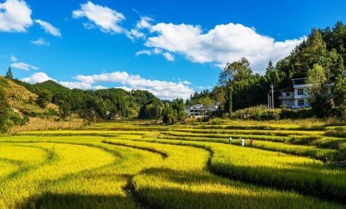 利川南坪:稻穗飘香 美如画卷