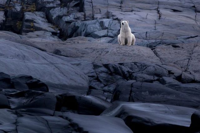 23个物种又确定灭绝,人类正在将生物逼上"绝路"?