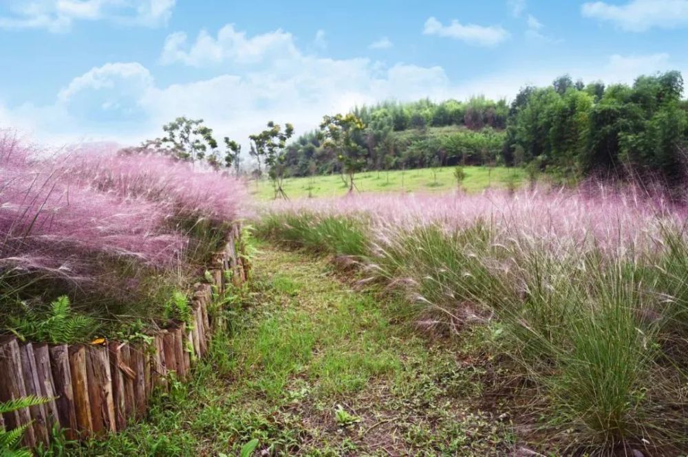 粉黛花海!解鎖樂山絕美小眾打卡地