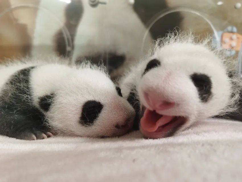 法国出生熊猫图片