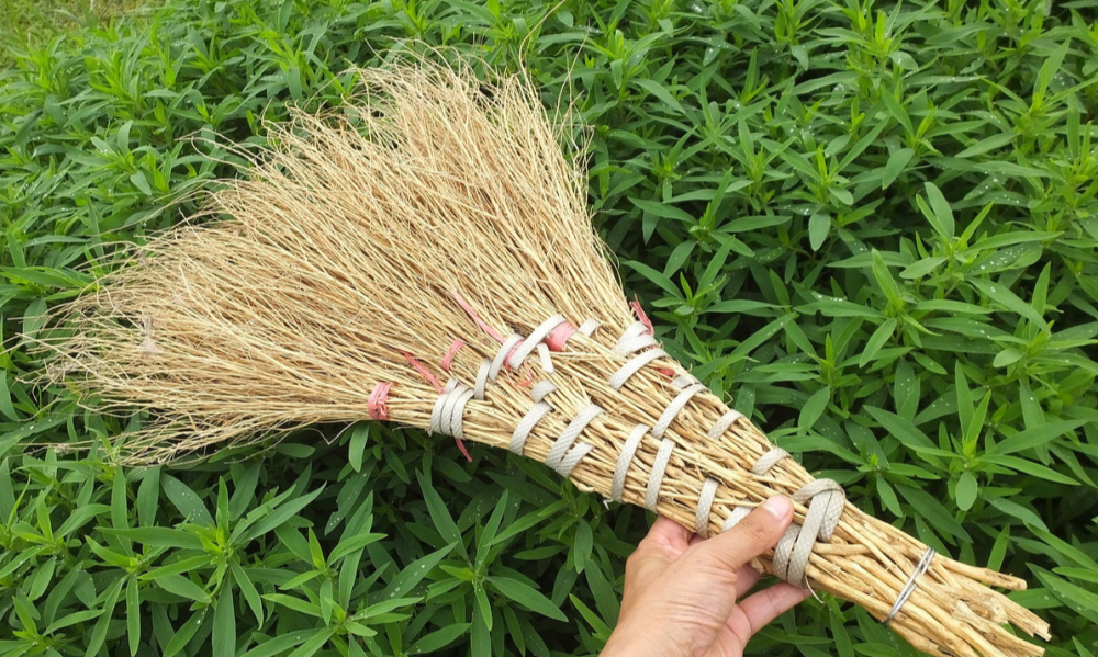 扫帚苗又名地肤是个宝可是好多人不知道看完涨知识了快收藏起来