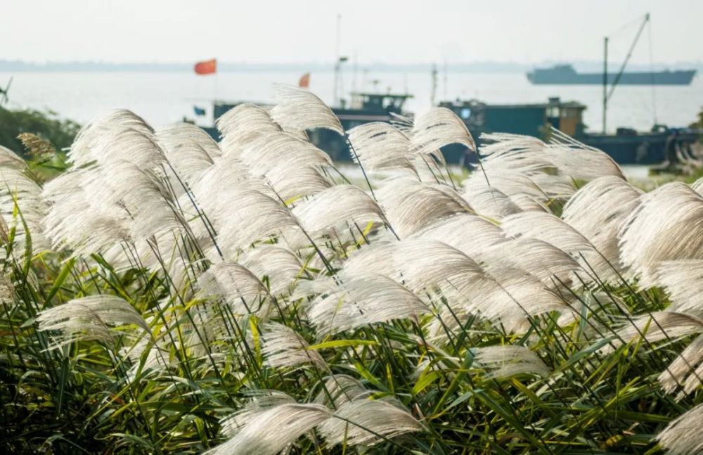 海十分秋色無人管 半屬蘆花半蓼花江蘇的秋是白色的鹽城建湖漁樵耕讀