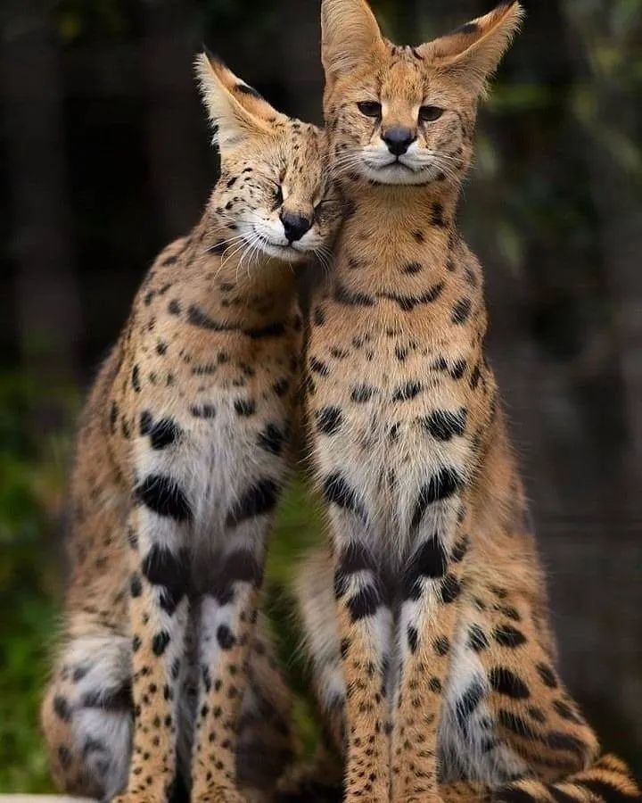 盘点国内八大最受欢迎的动物园,大小朋友都能去!