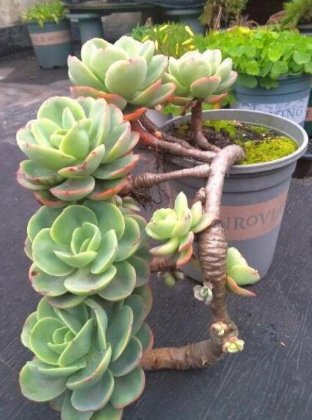 10月后养多肉碧桃,了解掌握4个要点,根茎健壮叶肥美