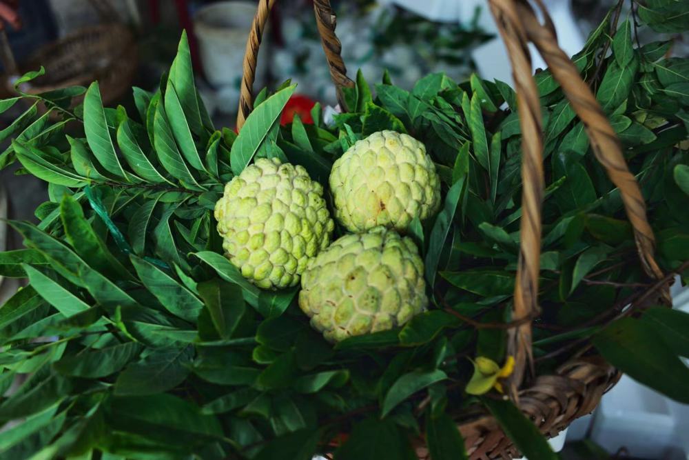 樟林林檎番味浓点点侨心诉古今