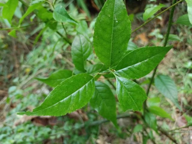 【秤星樹】一起來認識一下它們:能食用的野菜,野果只要是在農村長大的