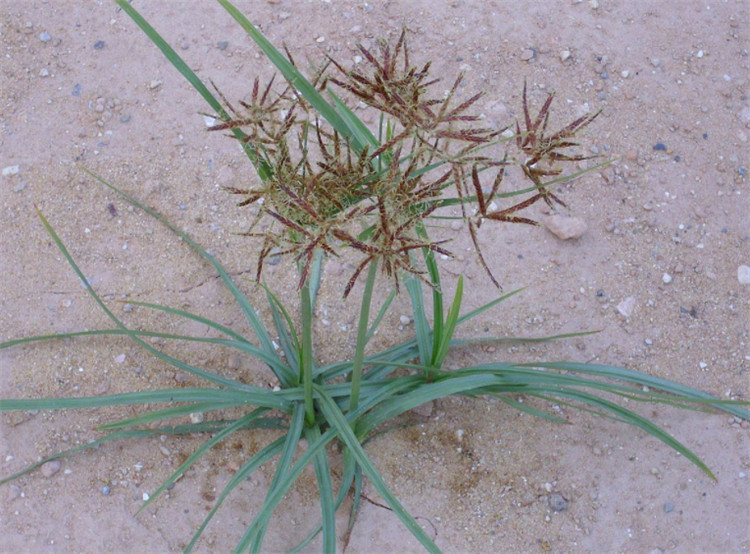 农田里的名贵本草香附子被当杂草多年农民铲不尽价值无人知