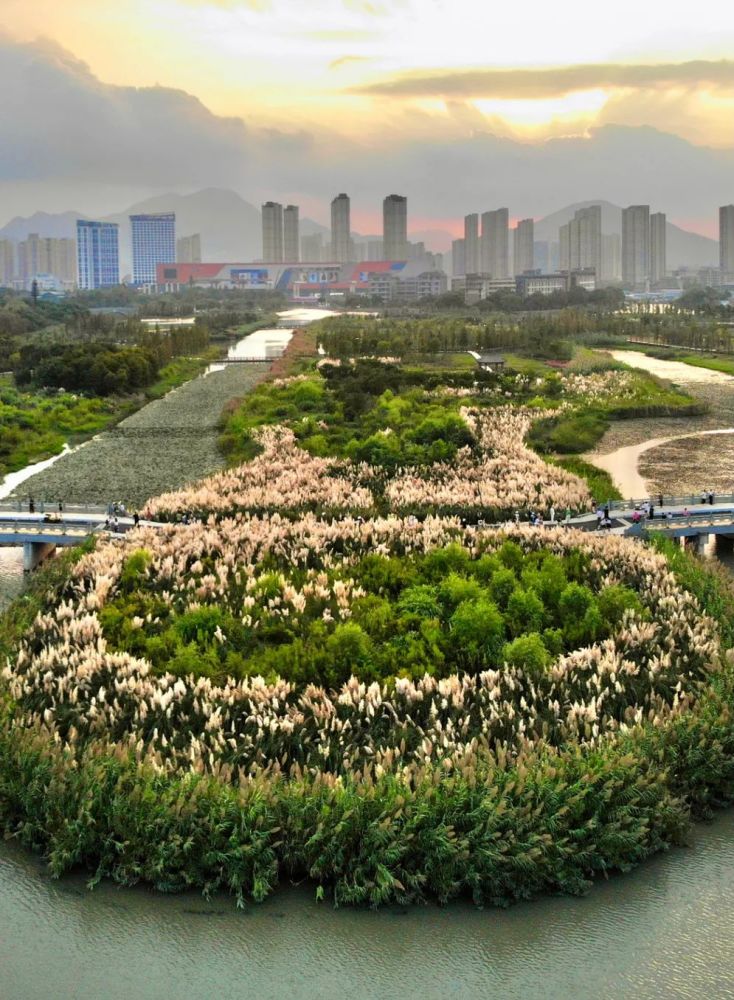 绝美温州的这片芦苇荡火了国庆一定要去