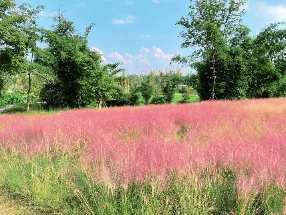 网红粉草来啦～快来眉山这个公园共赴一场粉色浪漫之约吧～(图2)