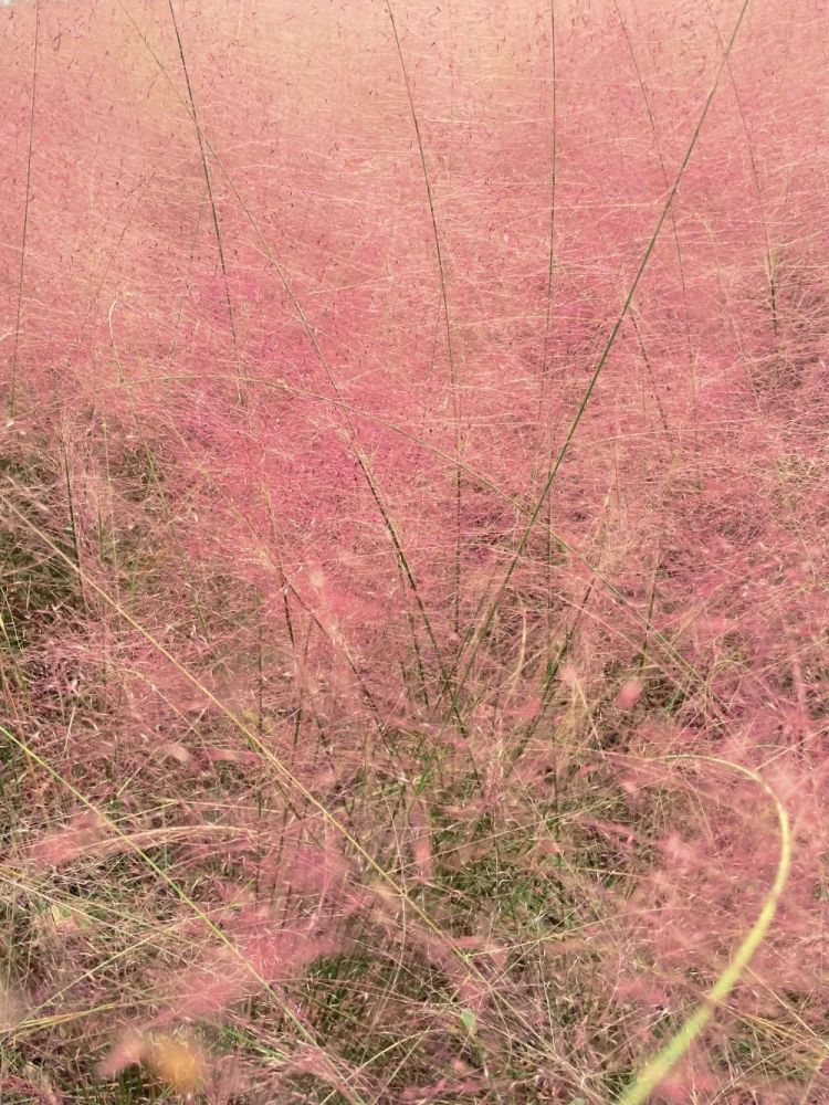 网红粉草来啦～快来眉山这个公园共赴一场粉色浪漫之约吧～(图3)