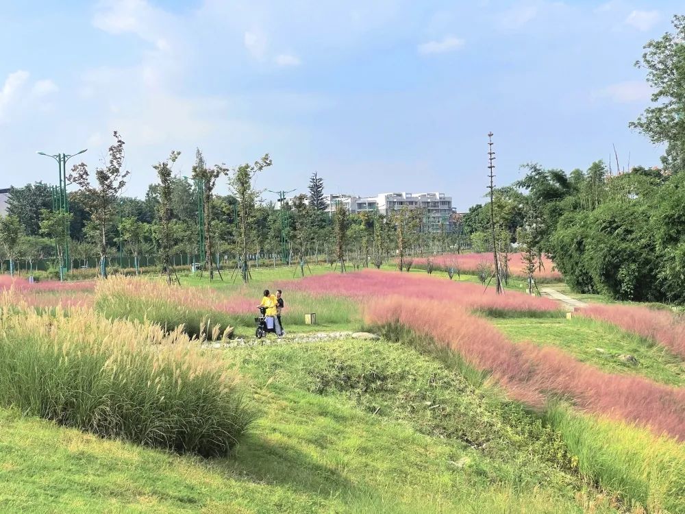 网红粉草来啦～快来眉山这个公园共赴一场粉色浪漫之约吧～(图4)