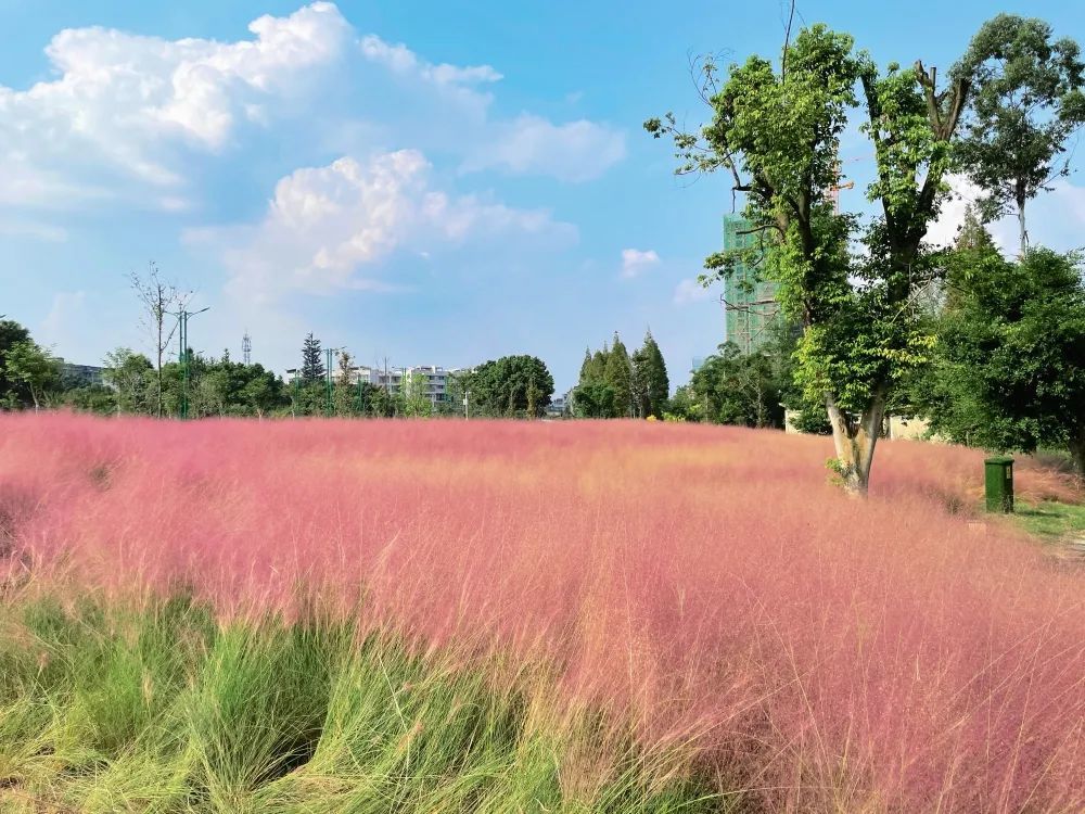 网红粉草来啦～快来眉山这个公园共赴一场粉色浪漫之约吧～(图5)