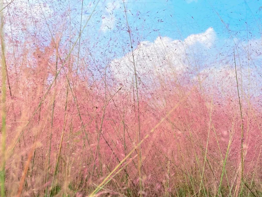 网红粉草来啦～快来眉山这个公园共赴一场粉色浪漫之约吧～(图6)