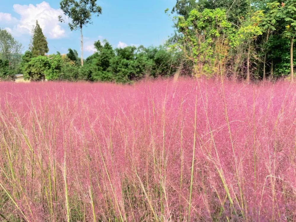 网红粉草来啦～快来眉山这个公园共赴一场粉色浪漫之约吧～(图9)