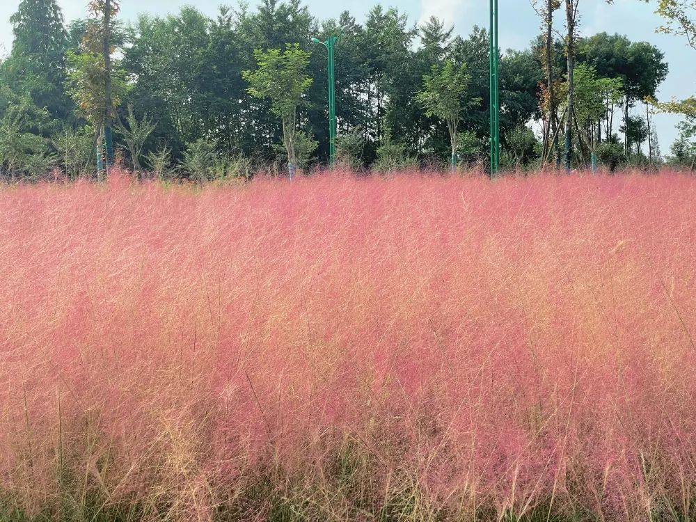 网红粉草来啦～快来眉山这个公园共赴一场粉色浪漫之约吧～(图10)