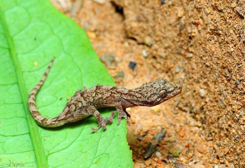 壁虎到底有什么可怕之处为何古人将其列入五毒之一
