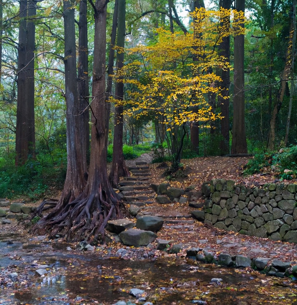 茅家埠的绝美晨雾九溪的金色烟树杭州有哪些高颜值的秋景