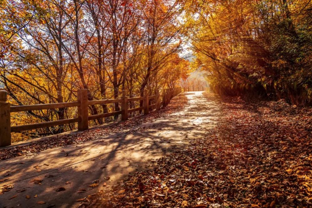 祖国颂共赏好风景丨崆峒山把整个秋天的美景打个包