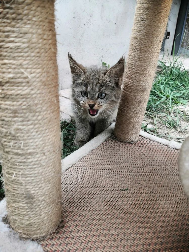 西宁野生动物园救护一对国家一级保护动物荒漠猫