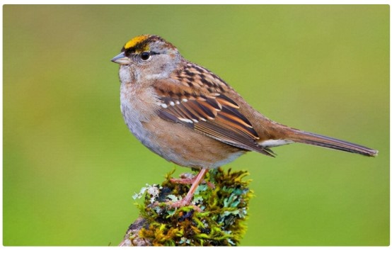 我国的本土麻雀去哪了为什么现在都看不到