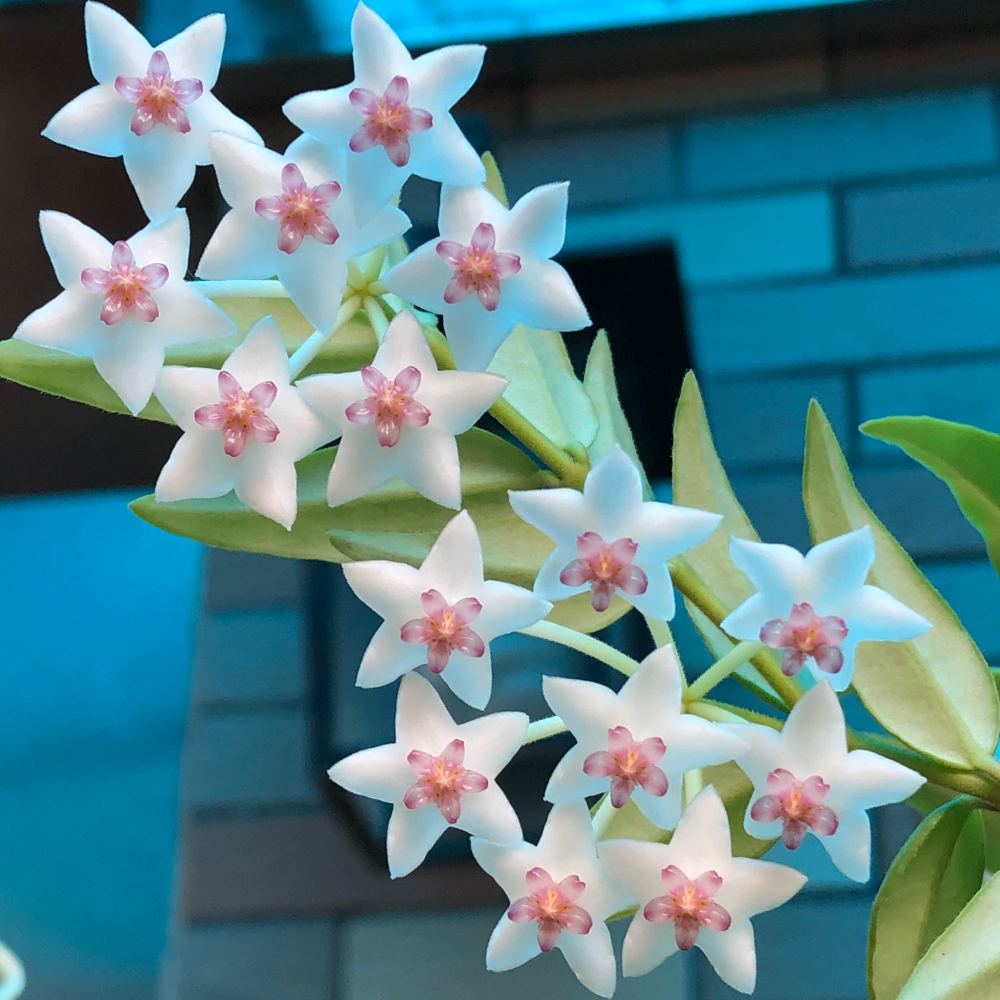 室内盆栽植物—贝拉外锦,观叶赏花又闻香,开花勤奋,养护也不难