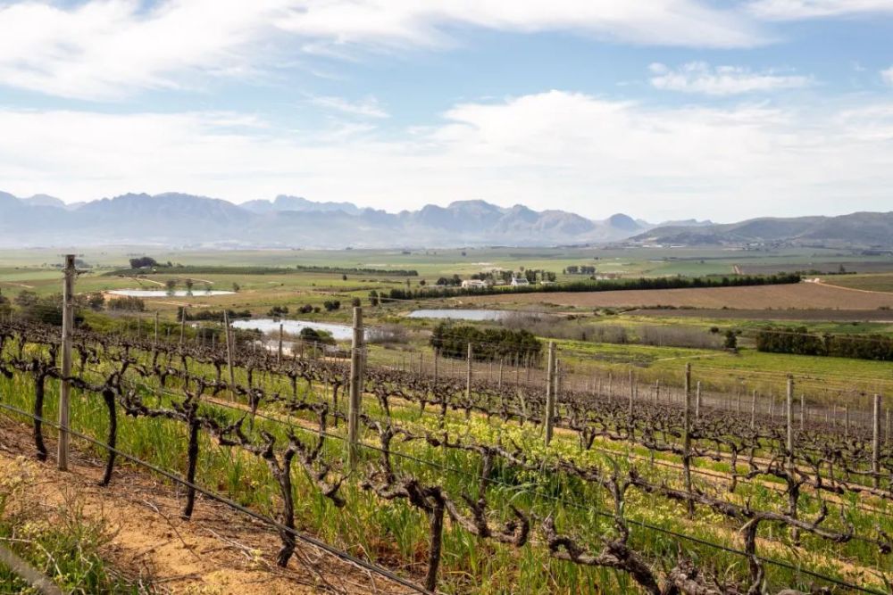 全球连线|南非葡萄酒商期待进一步开拓中国市场