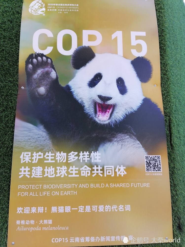 这些小可爱你遇到了谁昆明大街小巷都有cop15主题宣传画