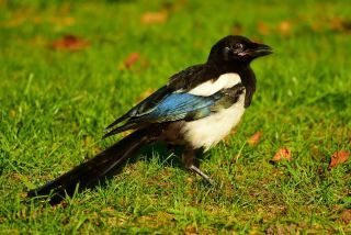 肇庆民间故事之再世扁鹊