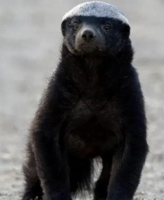 大连蛇岛大约有2万条蛇,如果放两只蜜獾进去大概要多久才能吃光