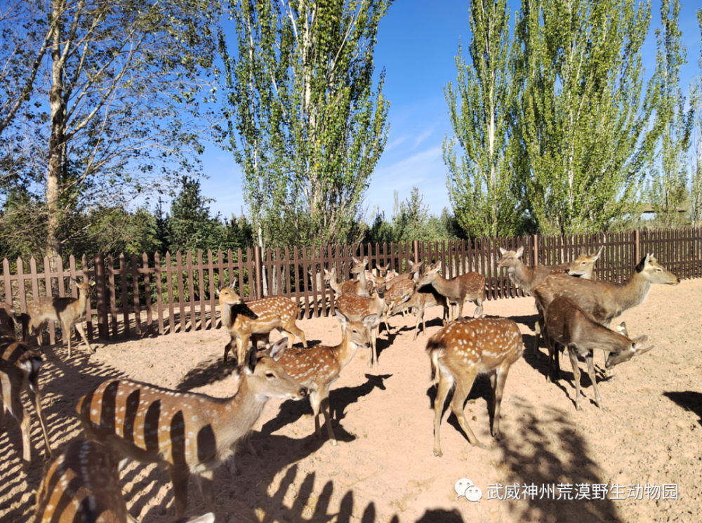 神州荒漠野生动物园北部食草动物散养区全面开放,快来看看有什么动物